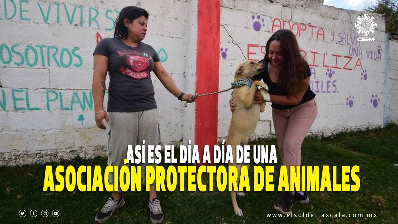 Animales callejeros y asociaciones protectoras; así es el día a día de