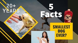 Curious facts about Chihuahua dogs @factsunwrapped #doglovers #dogvideos #petsvideos