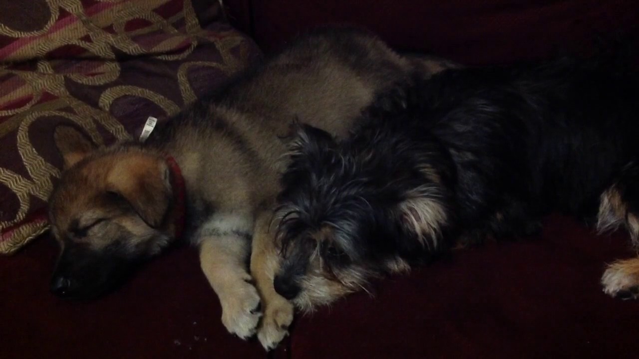 Robby and Simba are so cute Together as samll Dogs Brothers future video of 2017 scene.