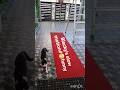 black cats different style of playing #cat#cute #funny#viral #funniest shorts#slow motion#subscribe