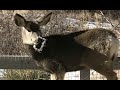 DEER WITH A TRAP ON ITS NOSE ASKS FOR HELP | skip2mylou