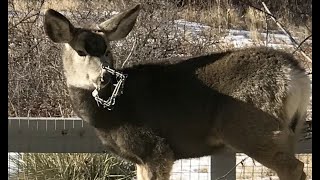 DEER WITH A TRAP ON ITS NOSE ASKS FOR HELP | skip2mylou