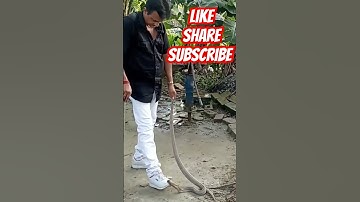 cobra bite #short #shorts #snakebite #shortvideo #shortsyoutube #cobrabite #snakesaverjpyadav