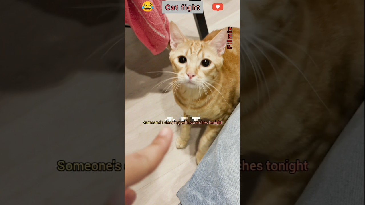 Funny Cat Adventures 😂😂😂😂