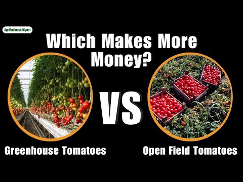 Greenhouse Tomatoes Farm Vs Open Field Tomatoes Farm Which Is More Profitable