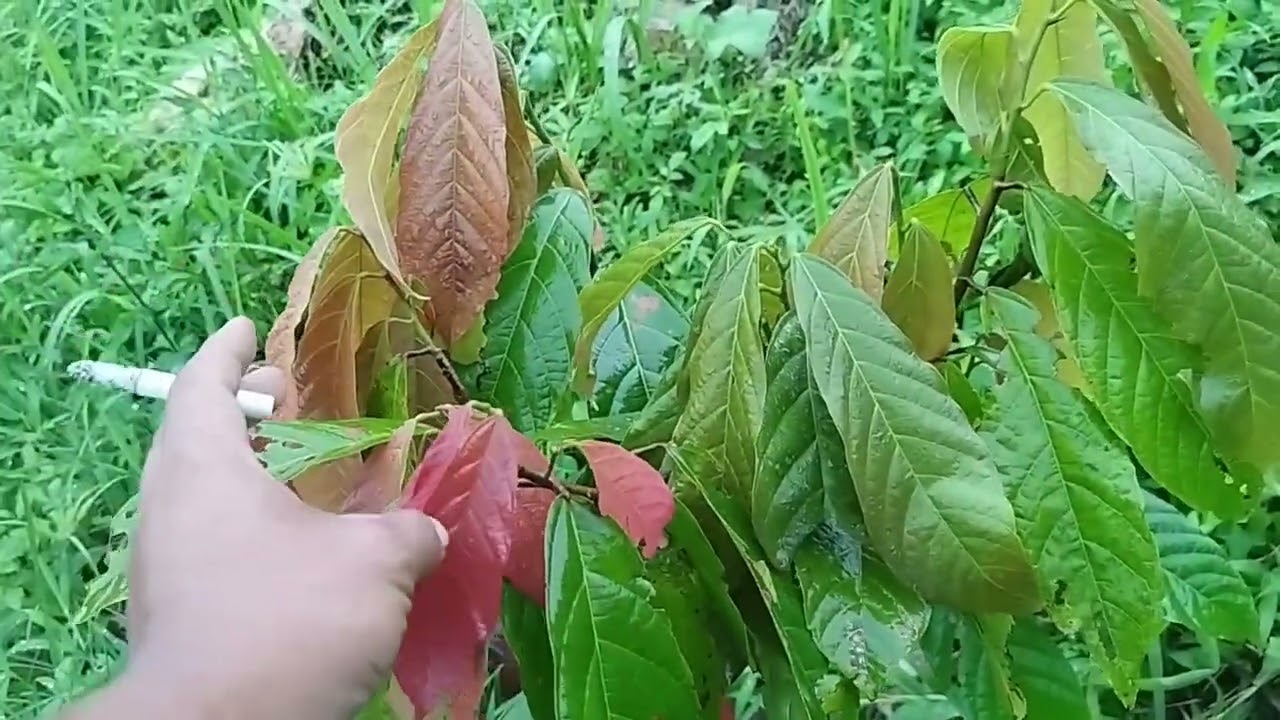 Penghambat Pertumbuhan Kakao MCC 45 & Sulawesi 2