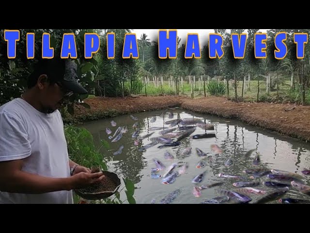 Tilapia Harvest From Small Fishpond