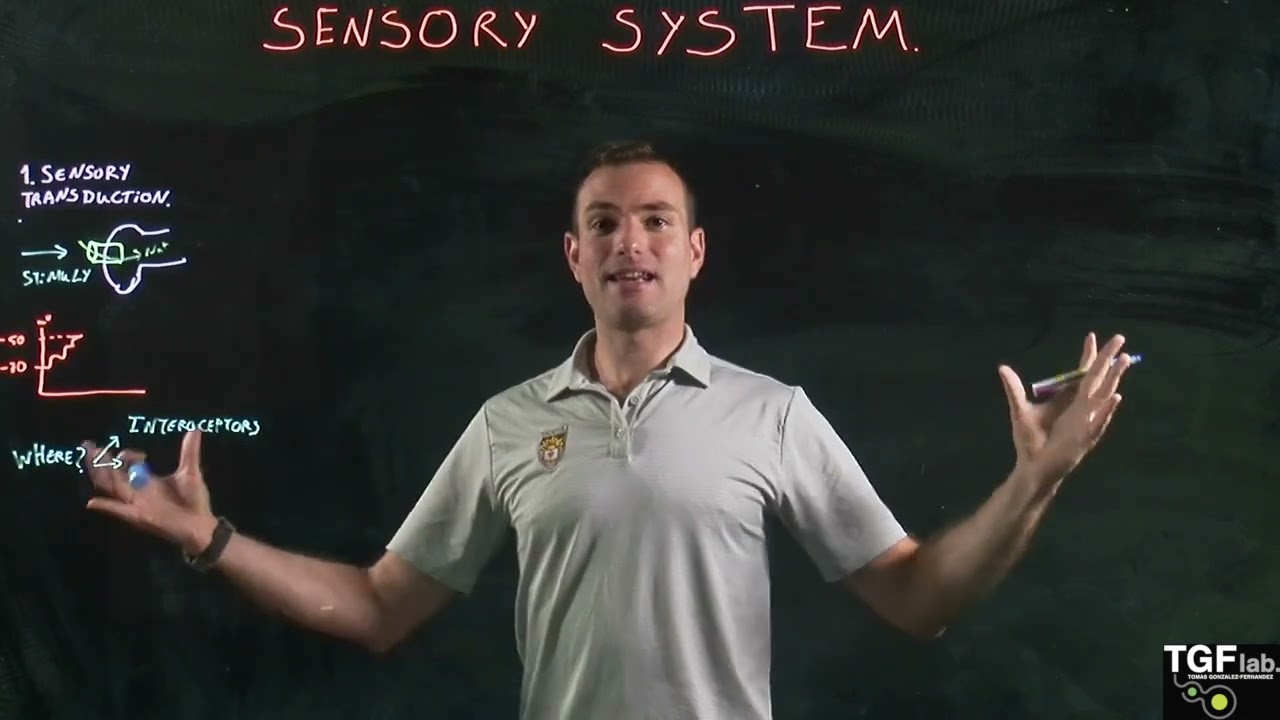 Overview Sensory System Part 1