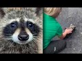 Kentucky Nurse Gives CPR To Raccoon Drunk Off Moonshine