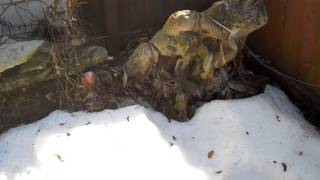 Pondscape - 2014 - Bog Filter In Winter Working Perfectly [hd 1280 x 720]
