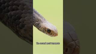 Trapped in a Bathroom with a SNAKE!