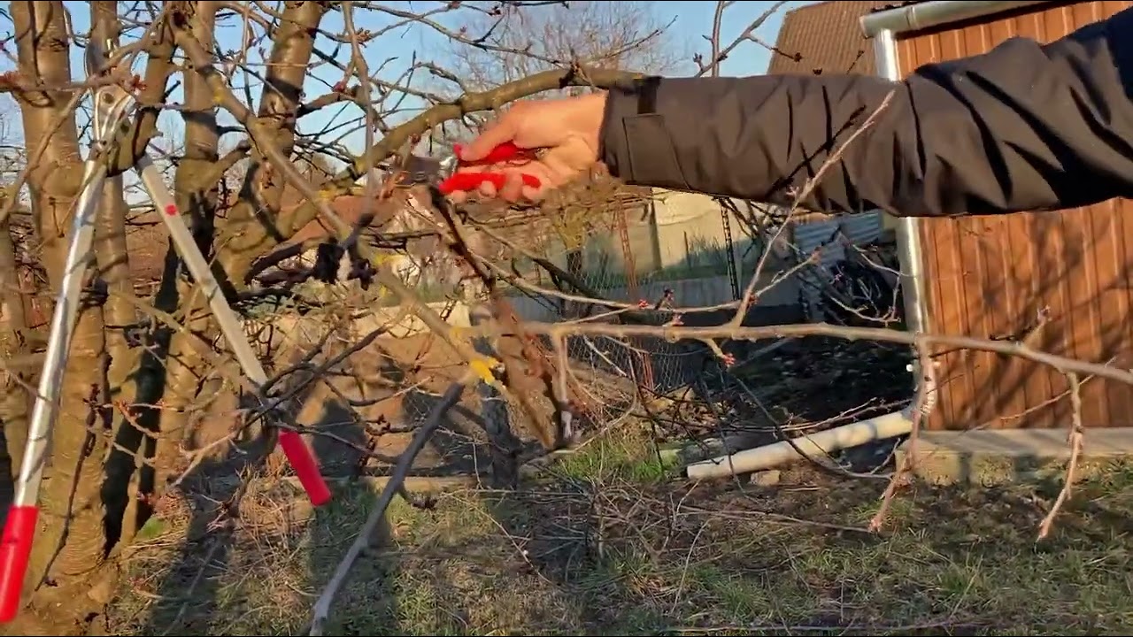 Harmadjára ugyanaz a cseresznyefa 2022 marcius￼