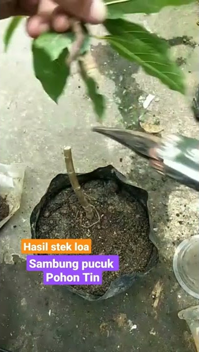 sambung pucuk loa dengan pohon tin