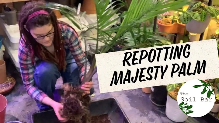 Repotting a Majesty Palm how to amend soil, pest treatment &prevention + repotting tips #TheSoilBar