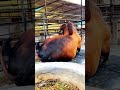Pure,Powerful,and proud-Bold humped beautifully coloured brahman bull #Biggest #bull #animals #short