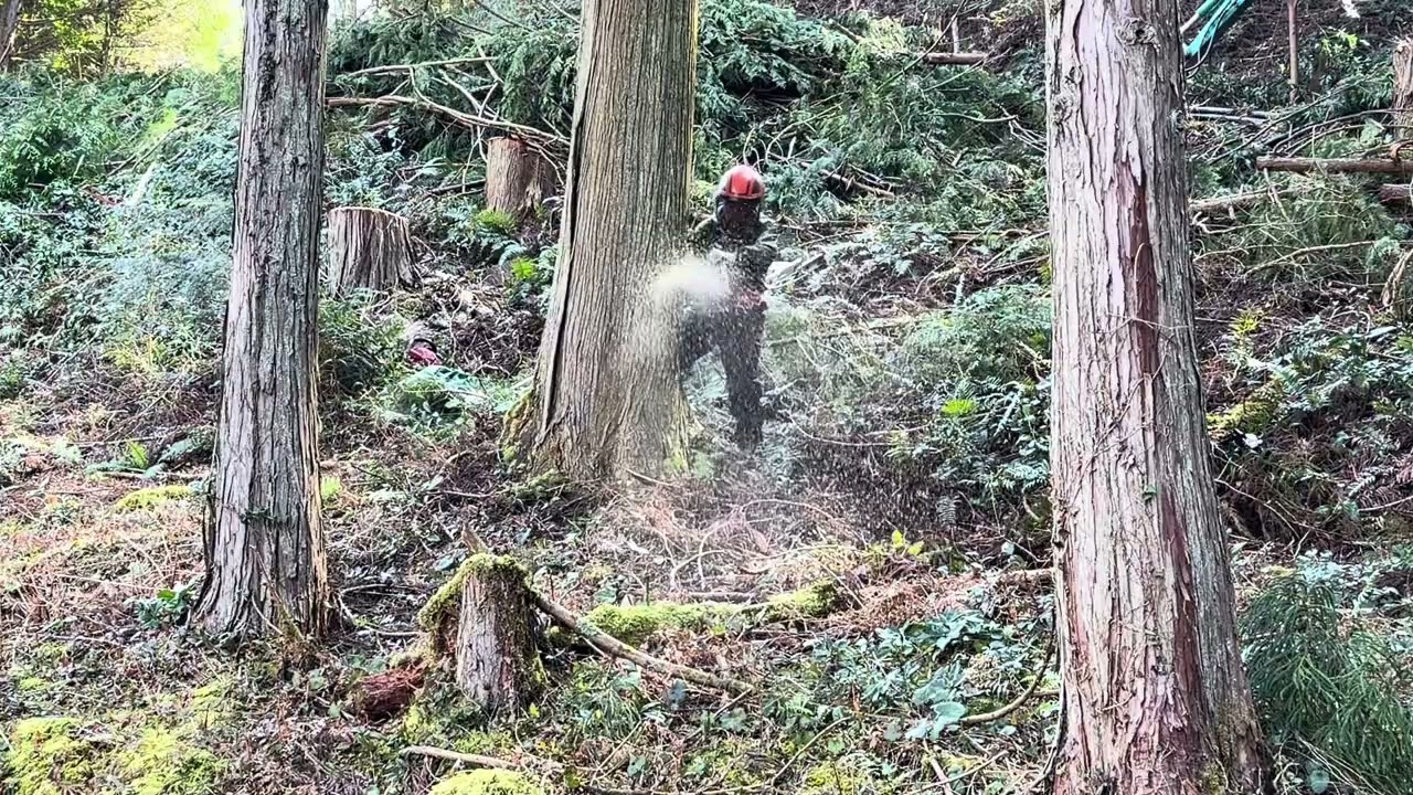 Go to the mountain → Cut down the trees → It gets more sunlight      山へ行く→木を切り倒す→日当たり良くなる