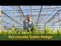 Ilex crenata green hedge  de beste buxus vervanger