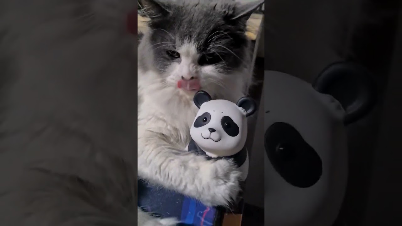 Cute Cat with Cute Panda!😻🐼 