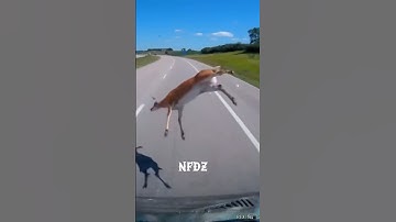 “driving in my car, right after a beer” 🍺 👑