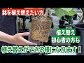 初心者でもできるゴムの木（ウンベラータ）の植え替えの方法【観葉植物】