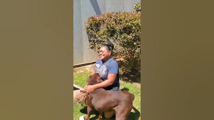 Lost dog reunited with owner