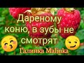 7-я Колесниковы КОЛЕСНИКОВЫ. ОБЗОР ВЛОГОВ.