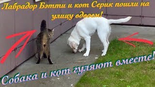 Собака и кот вместе гуляют | Лабрадор Бэтти выучила новую команду | Влог Собака и кот вместе гуляют | Лабрадор Бэтти выучила новую команду | Влог