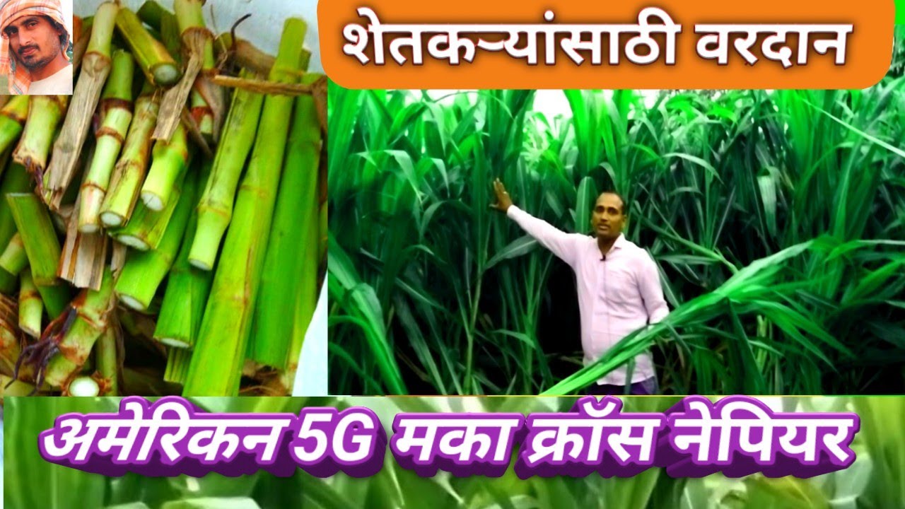 #शेतकऱ्यांसाठी वरदान#अमेरिकन 5G मका क्रॉस नेपियर  #तरुणांचा यशस्वी  प्रयोग#बेणे  केले उपलब्ध