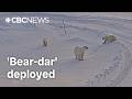 AI-powered ‘Bear-dar’ alert system deployed to help Arctic communities