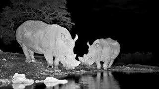 Two White Rhinos Drink at Founders Lodge 🦏