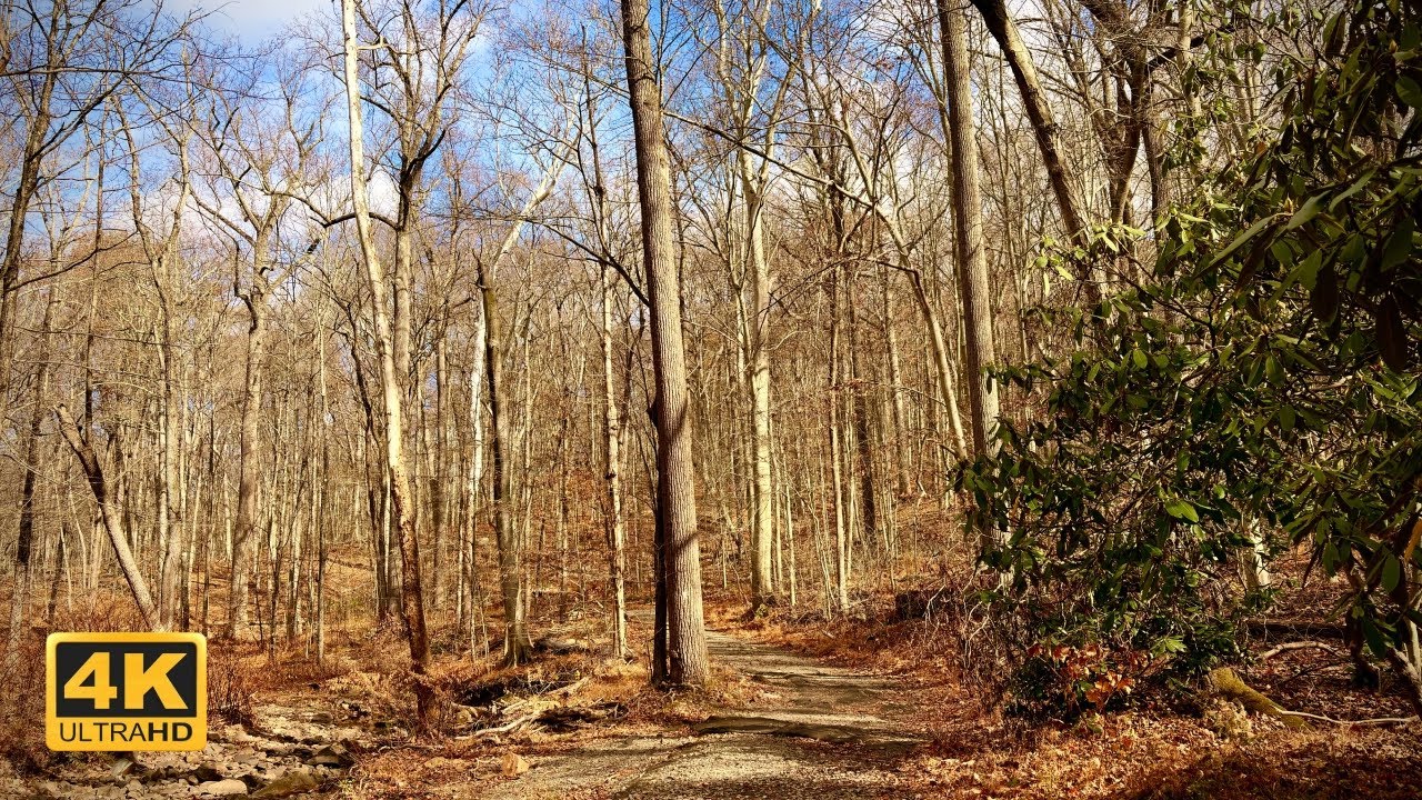 Late Autumn Forest Trail Walk in 4K | Real Binaural Nature Sounds, Footsteps & Calm Ambience