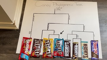 Candy Phylogenetic Tree