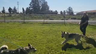 Finn and Sitka