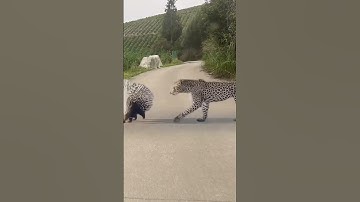 Hungry Leopard vs Prickly Porcupine: An Unexpected Defeat