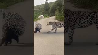 Hungry Leopard vs Prickly Porcupine: An Unexpected Defeat Content