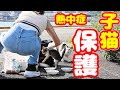【子猫 保護】子猫1匹炎天下に置き去りの理由に号泣 生きてと願う