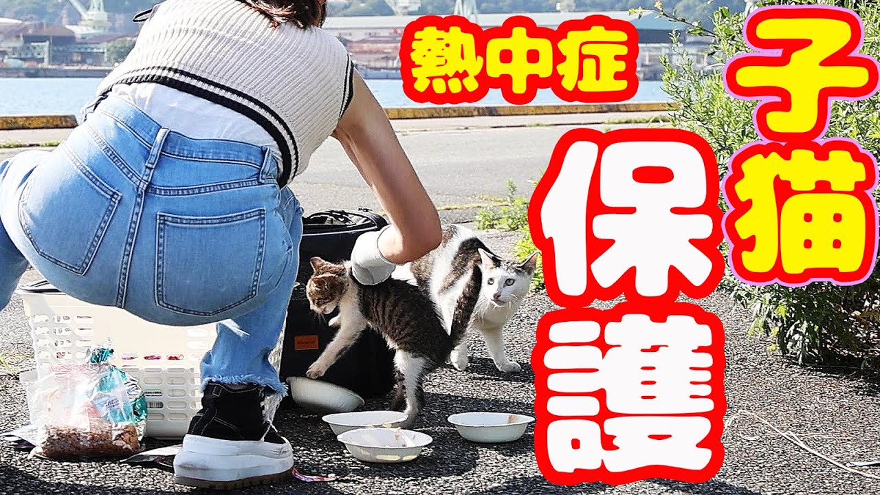 [Защита котенка]