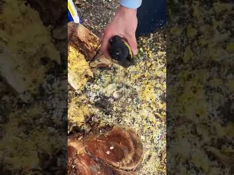 Stump remover. #Removing