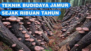 Beginilah Orang Jepang Budidaya Jutaan Jamur Shiitake di Hutan