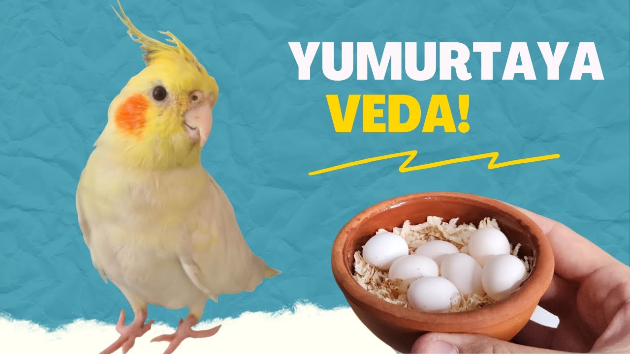 KÜRDAN'A ARTIK YAVRU YASAK! (Yavrular varken yeniden yumurta yaparsa?)