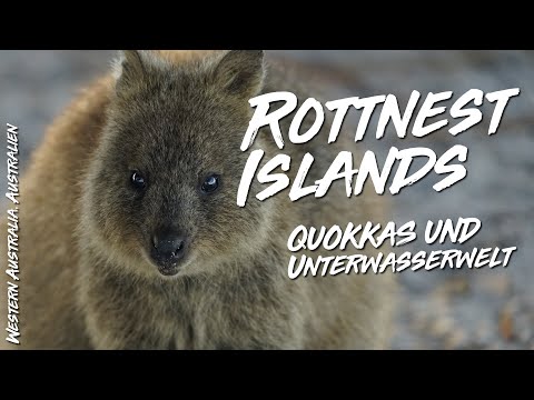 Video: Gibt es in Neuseeland Quokkas?