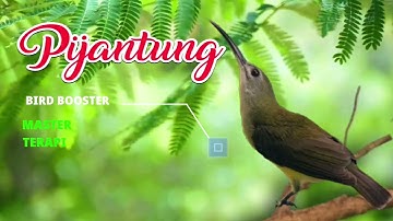Master, Pikat, terapi Burung Pijantung gacor full tembak & ekek