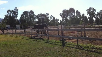 video quindoctro 009