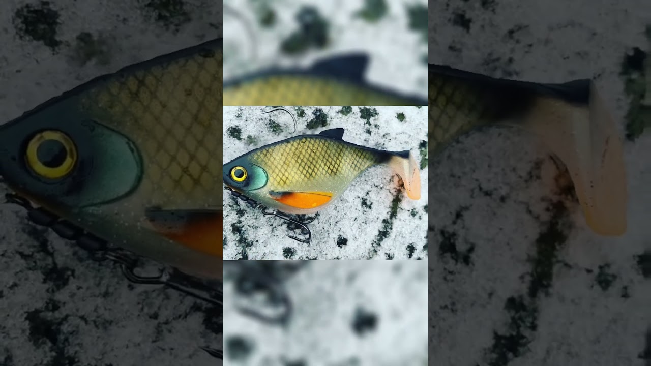 Hot Bait | Fishing 2023 