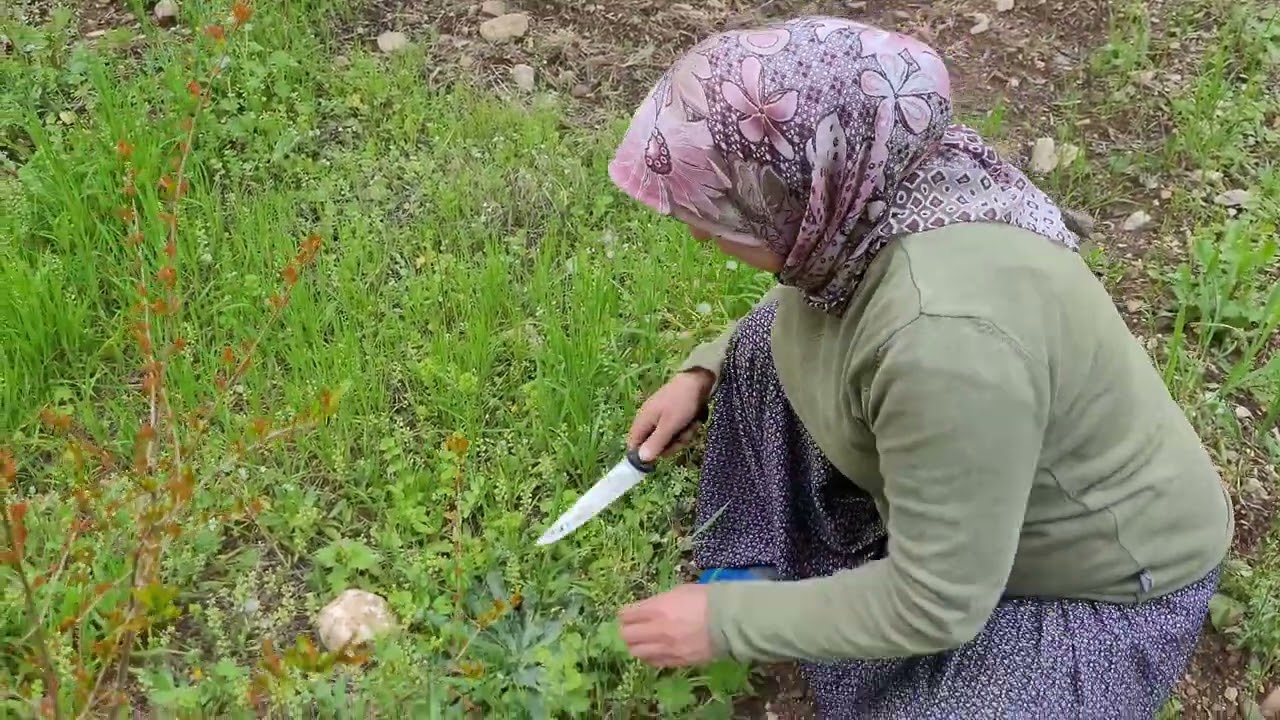 OVALARDA TOPLA TOPLA  BİTMEZ TAZECİK TAZECİK YENİLEBİLEN YABANİ OTLAR 🍀GOCA ÇAY ŞIRIL ŞIRIL AKIYOR