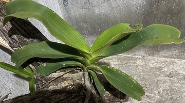 Đại trâu rừng vip buôn đôn.24.6.lh 0387338255.0389094091