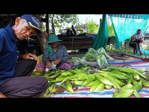 เก็บข้าวโพดขาย ตัดต้นข้าวโพด ขายดีมาก 