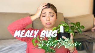 HOW TO TREAT MEALYBUGS | PLANT PEST MANAGEMENT