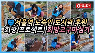 서울역 노숙인 도시락후원 희망프로젝트- 희망고구마심기 자원봉사현장