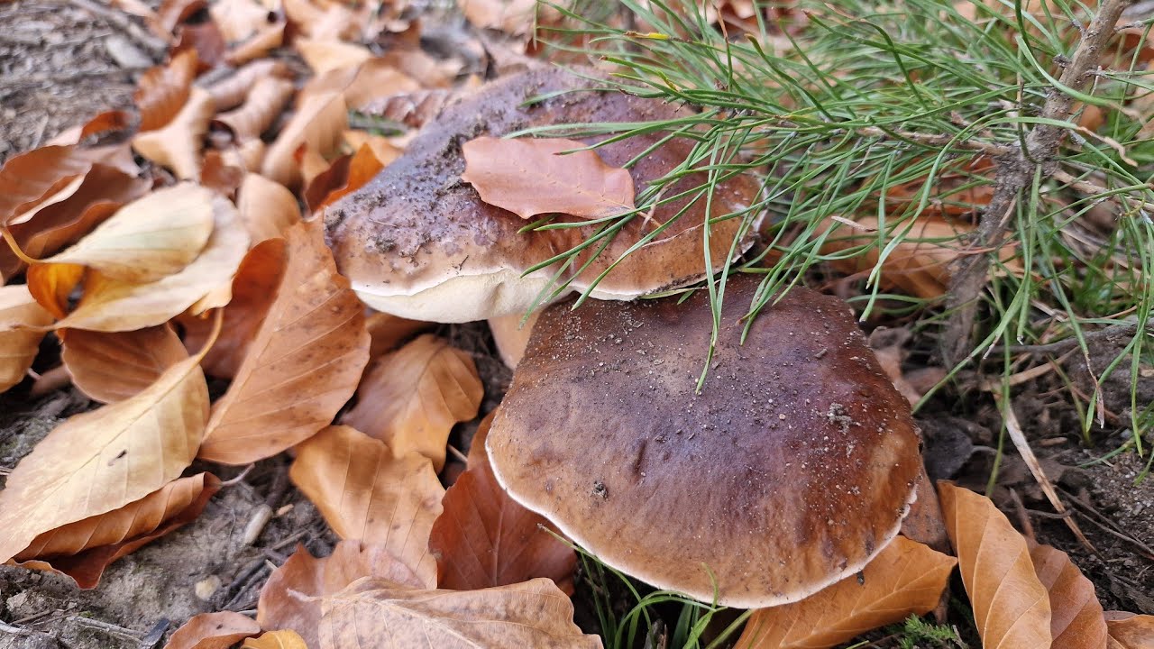 Takiej ilości BOROWIKÓW to nawet w sezonie ciężko nazbierać.